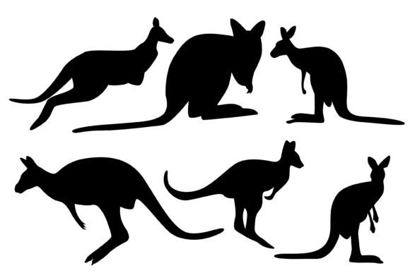 Download Kangaroo Vector Illustration - Kangaroo vector Collection